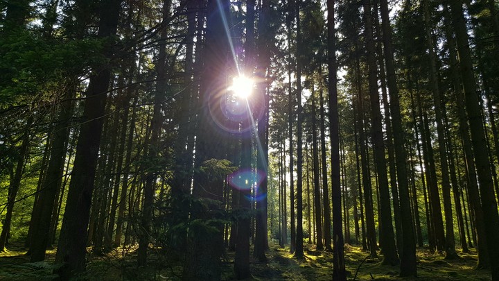 forest