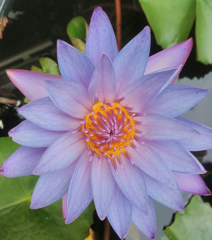 Natura perfect