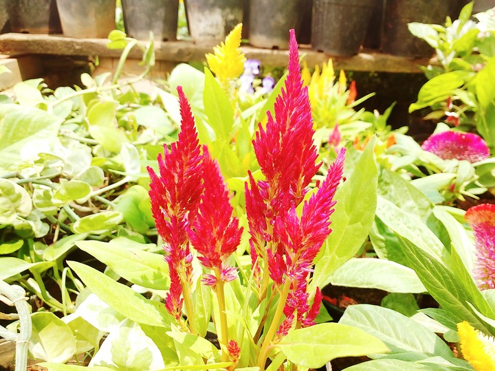 red flower