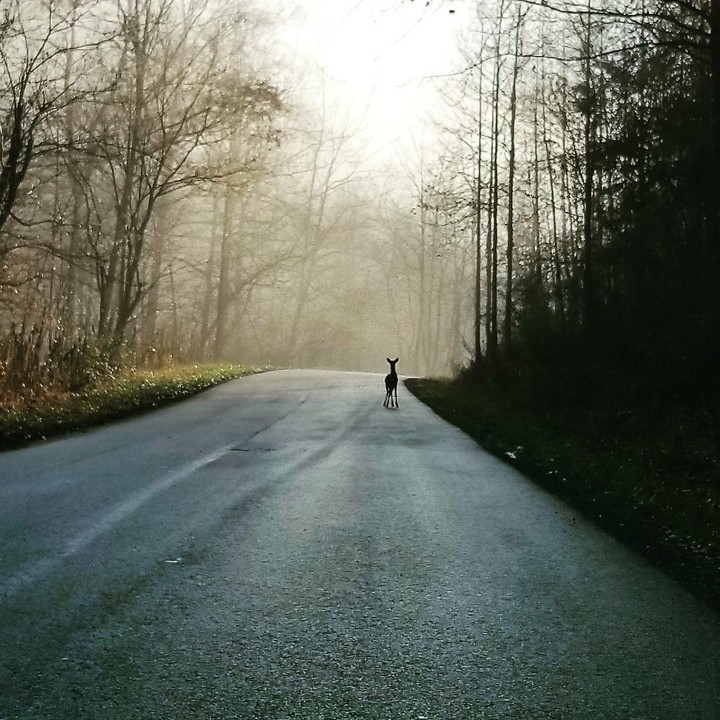 deer in fog