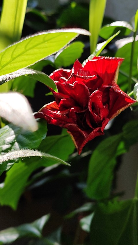 Close-up, plant háttérképek