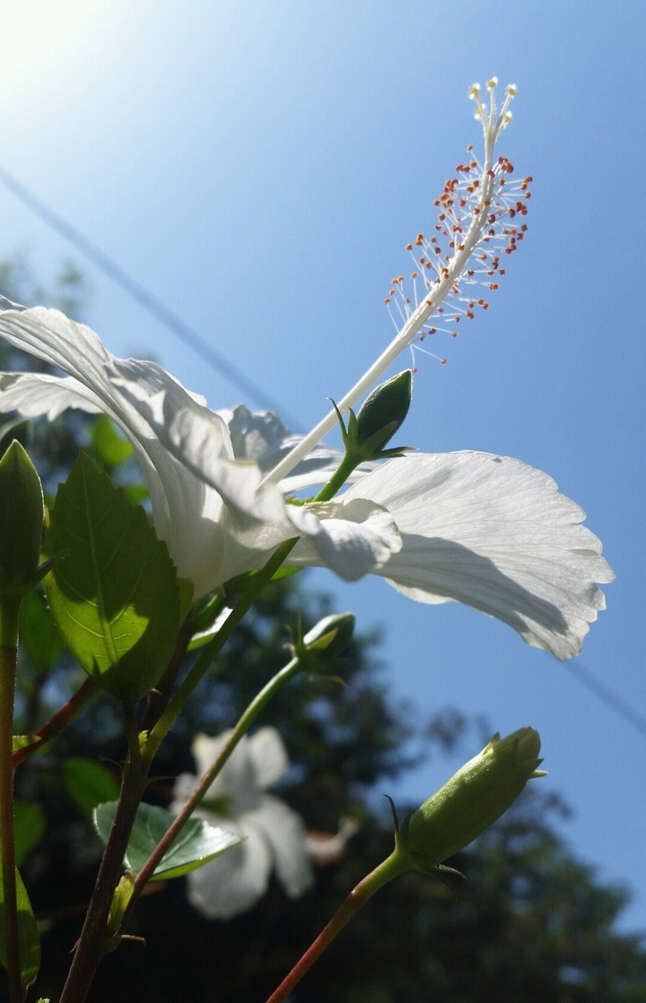 Flor y paz