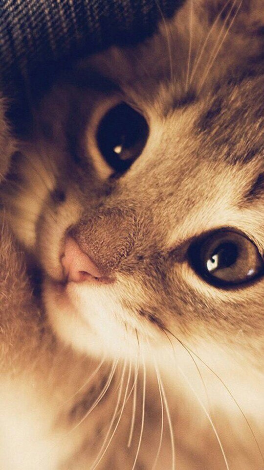 cat❤