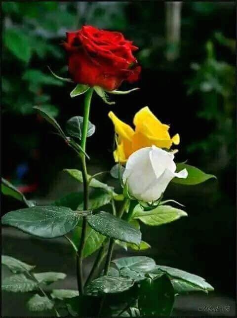 rose
