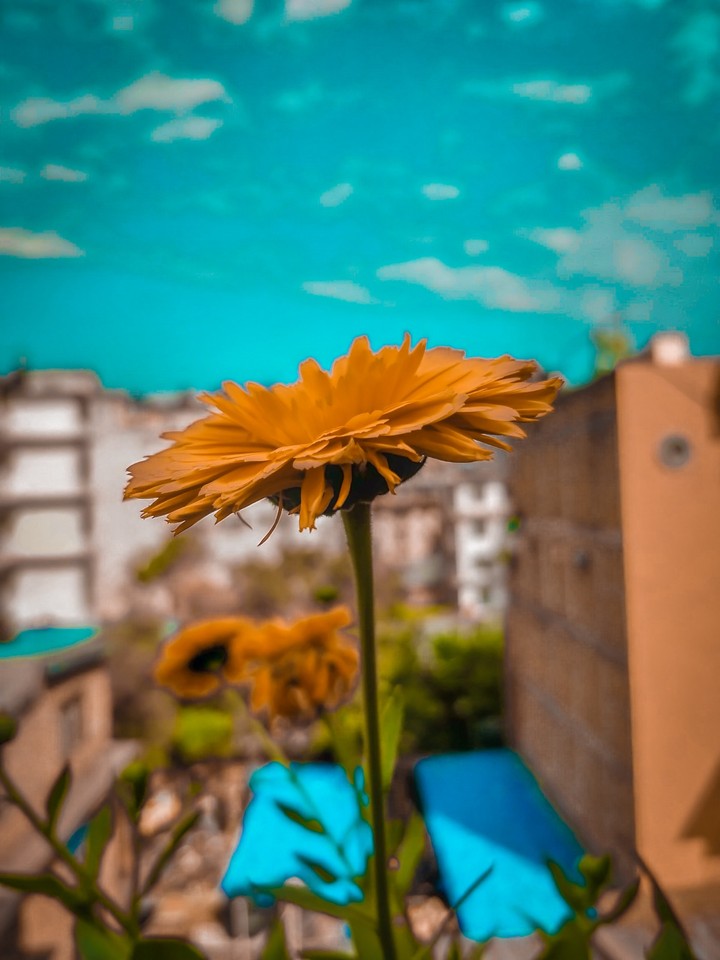 Flower