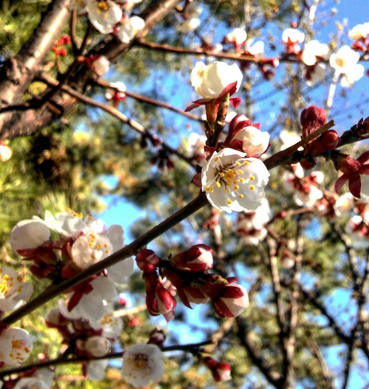spring is coming...
