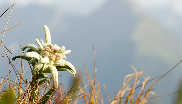 Solitary Edelweiss