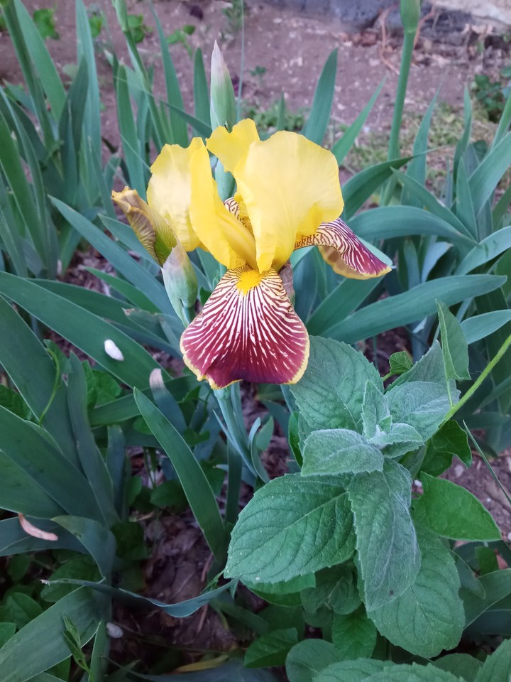 iris