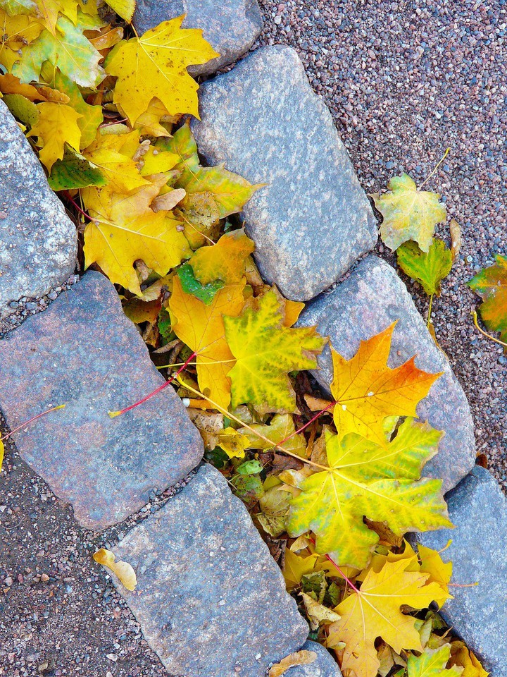 the gully wall was covered with falling autumn leaves