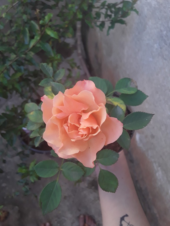 Rosa