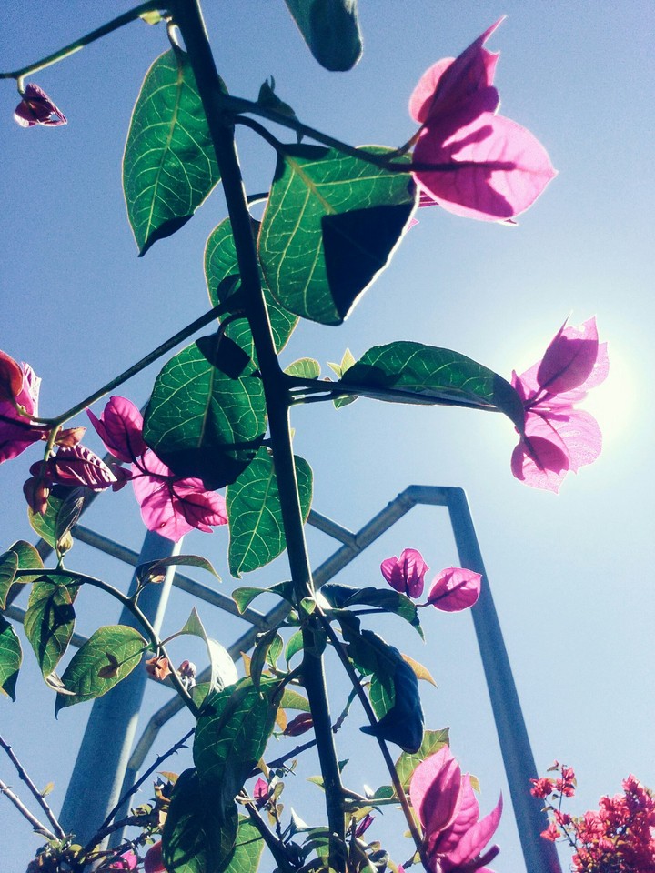 flower