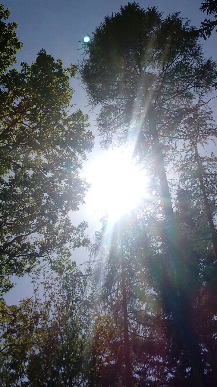 Forest and Light 1