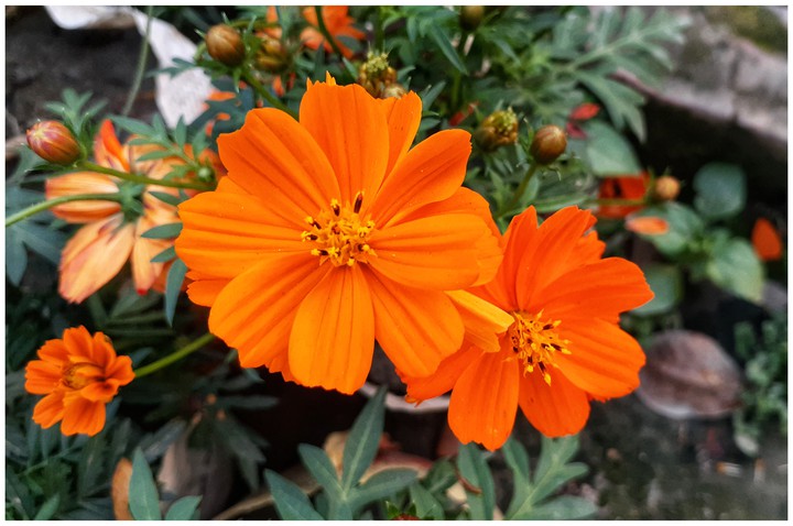 flower
