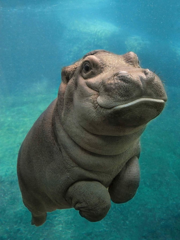 animaux