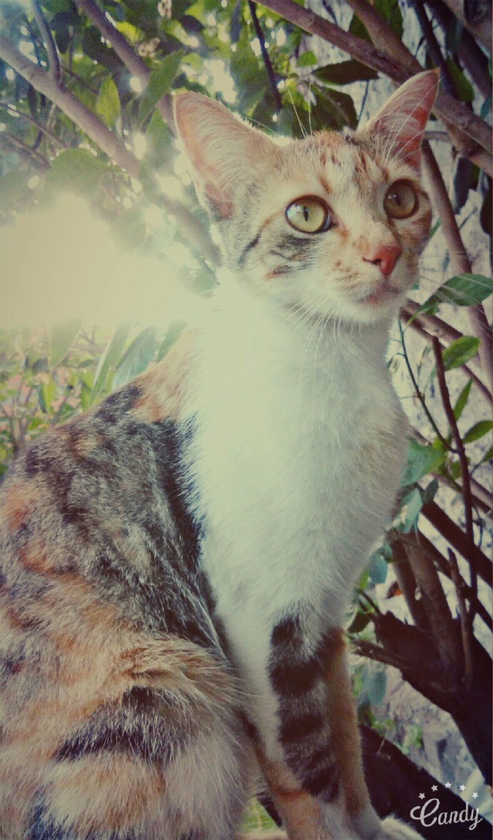 Amora