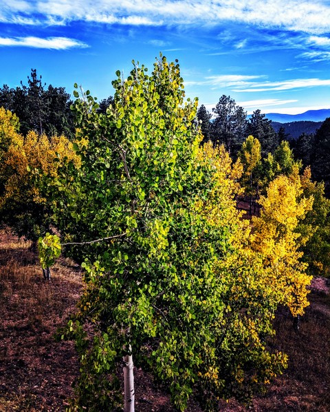 Fall in Colorado