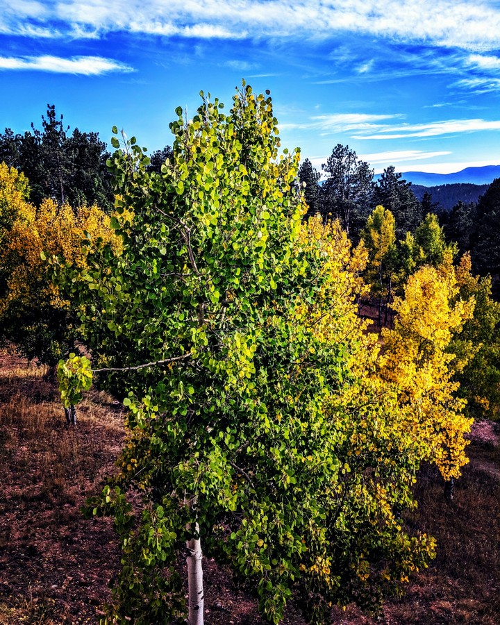 Fall in Colorado