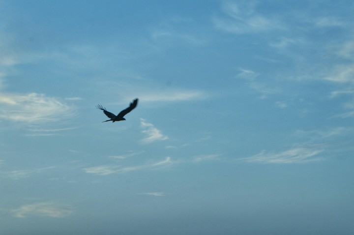 eagle and the sky