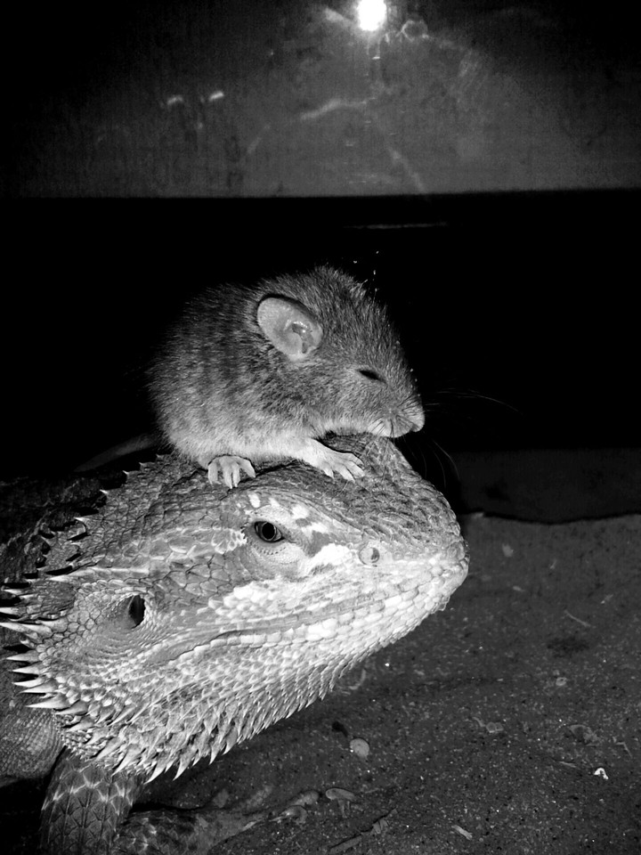 Black and White