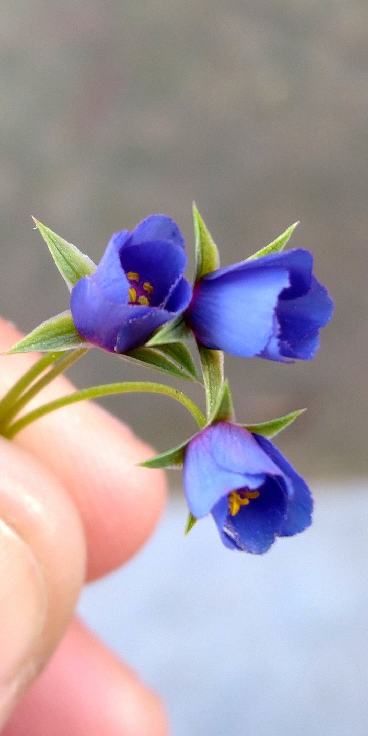 Wildflower