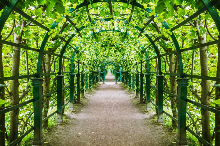 Green tunnel of trees and bushes in the Park.