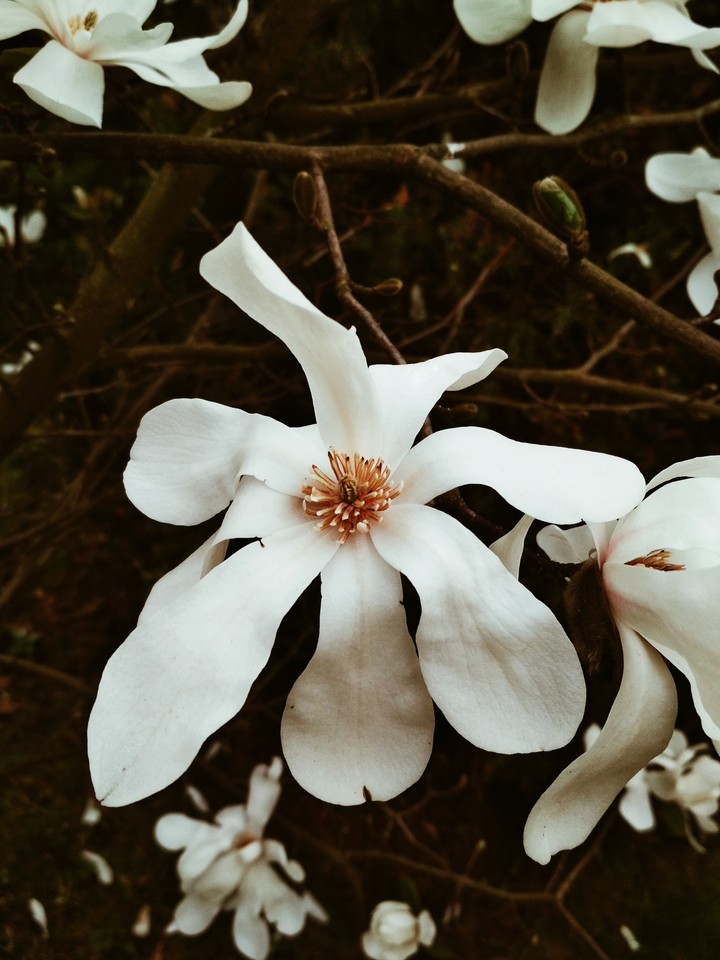 magnolia