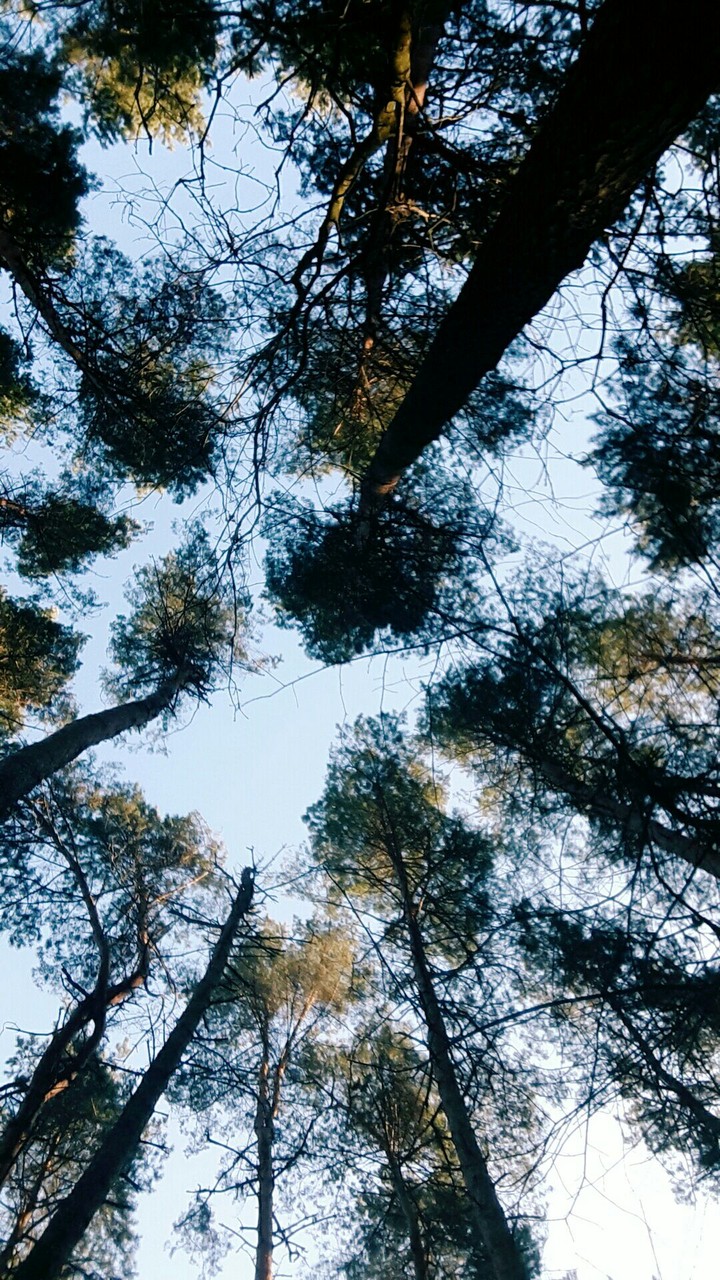 Sky