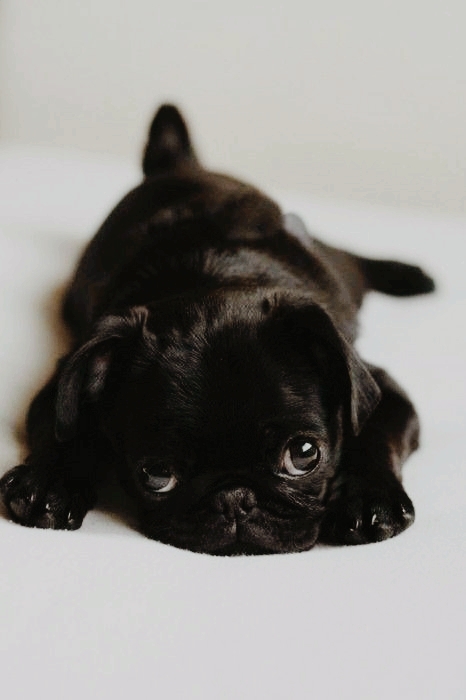 cutie