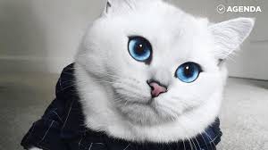 белый кот