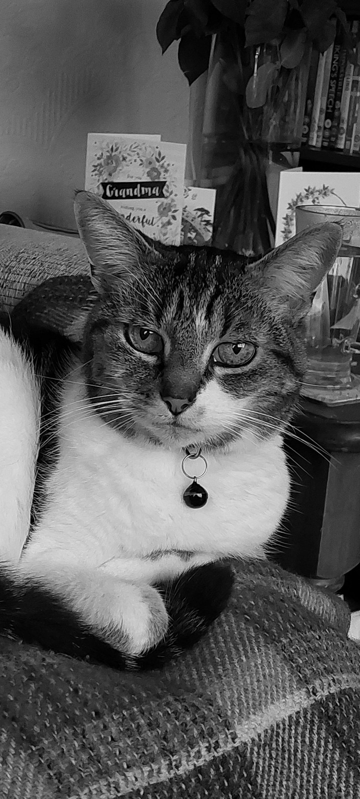 kitty and those eyes.....