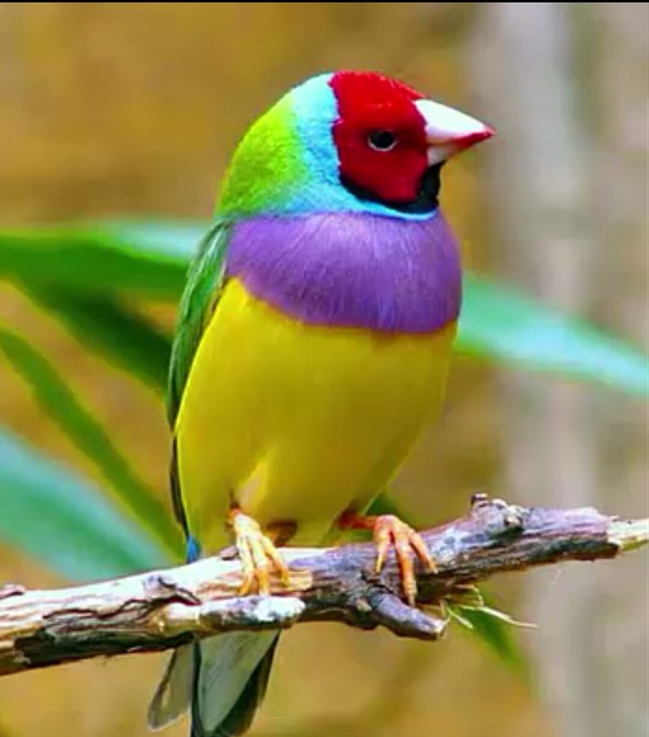 colors