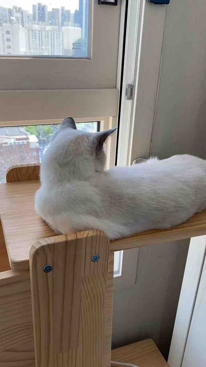 고양이