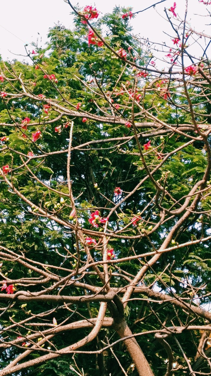 Nature's beauty