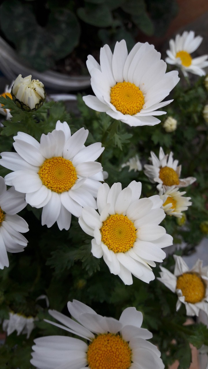 Daisy