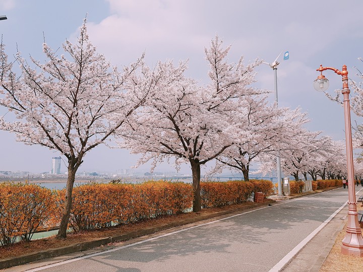 벚꽃