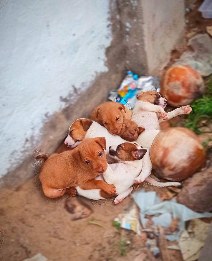 puppies