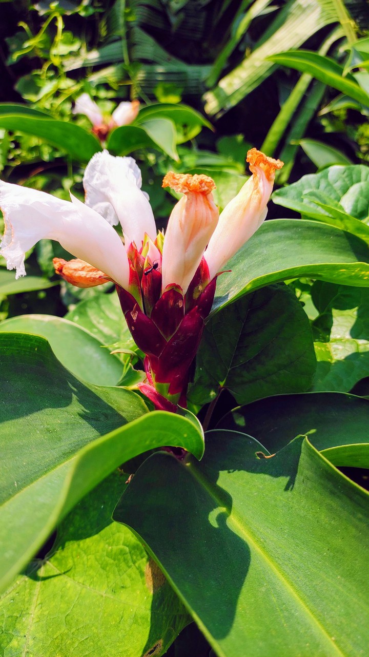 Beautiful Flower