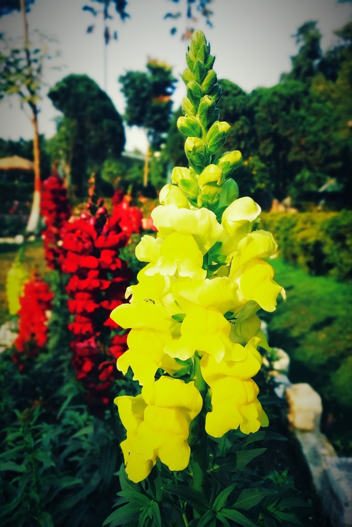 flowers