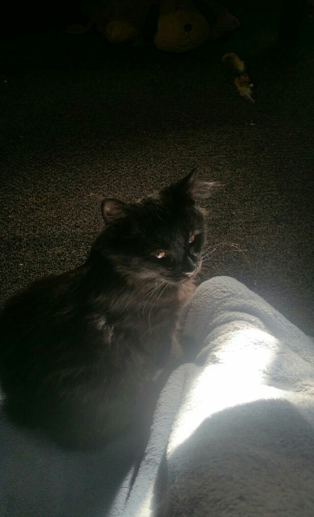 Ms Mischief