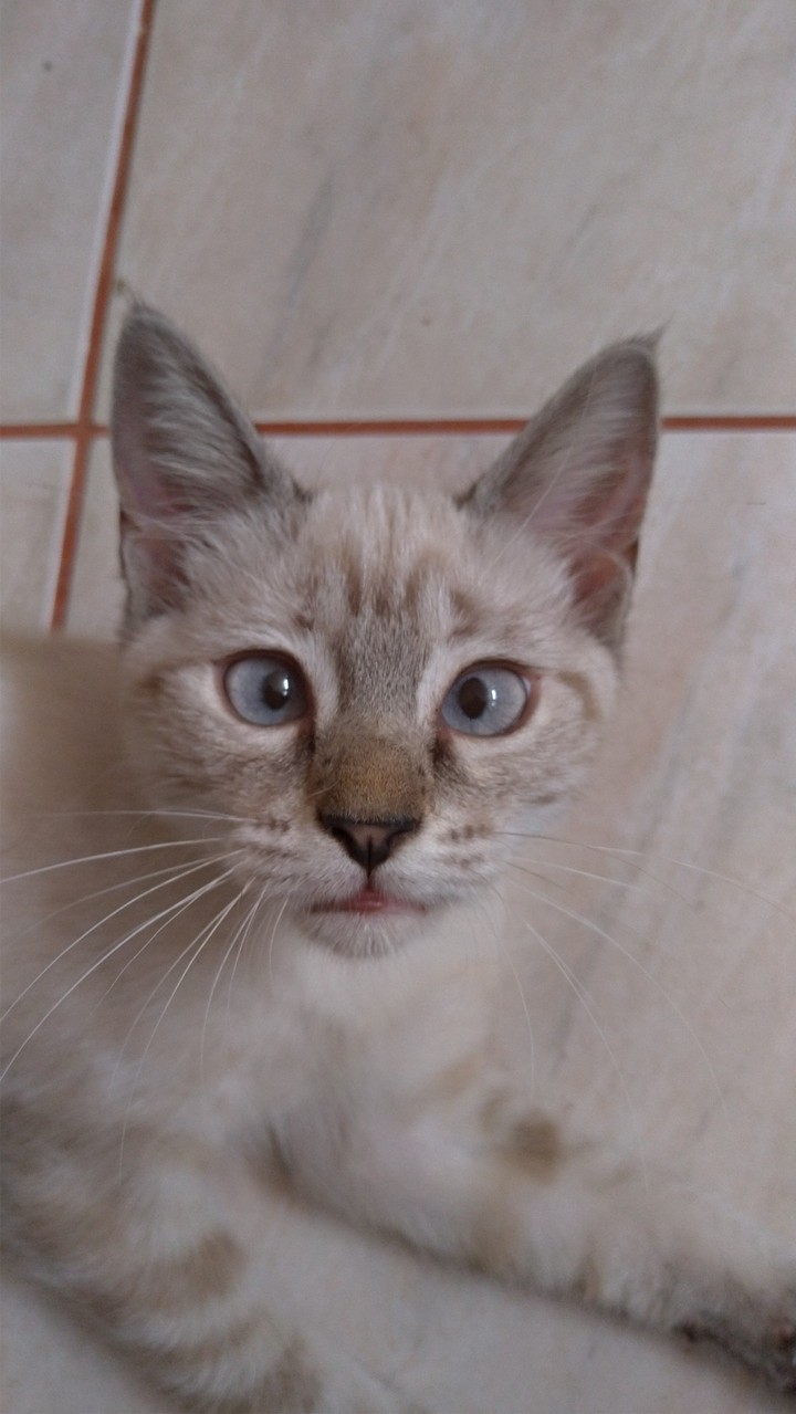 Minha gatinha