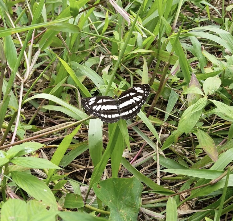sfondi pollinator, butterfly