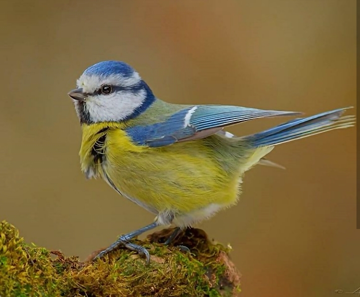 bluetit