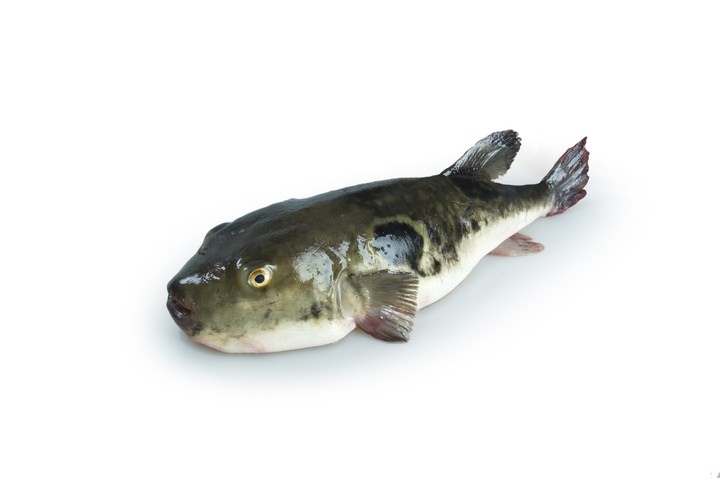 Fish