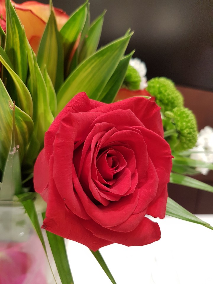 red roses