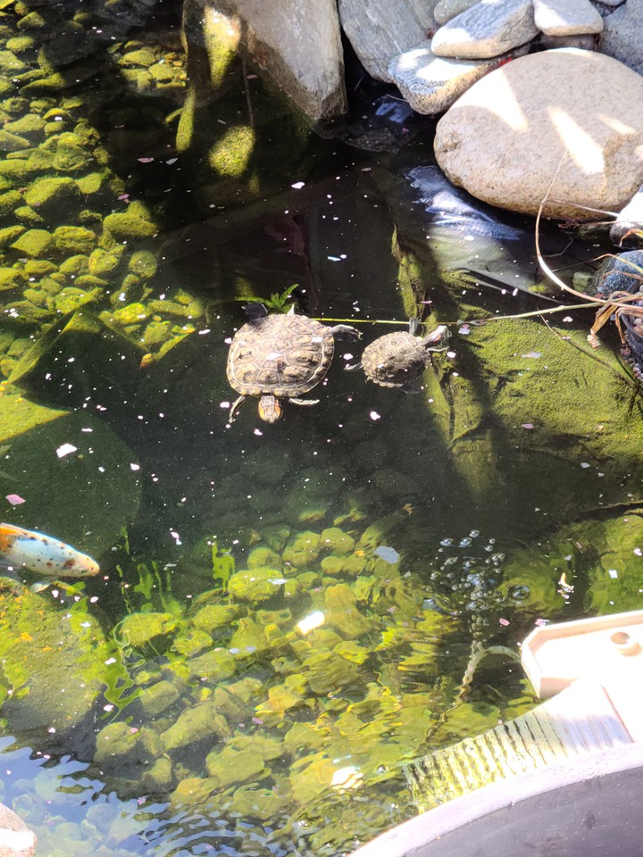 Pond Life