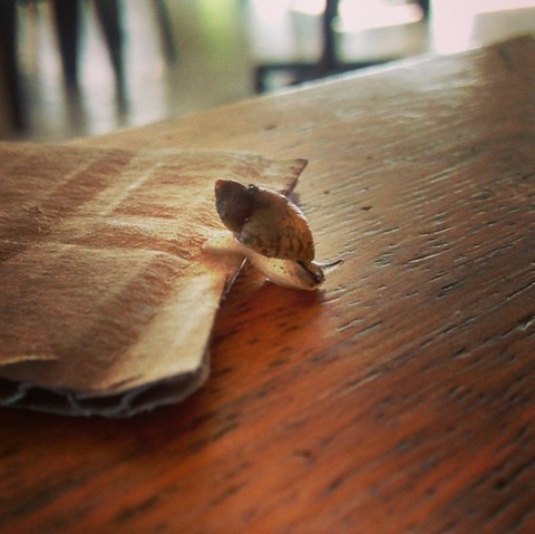 Baby Snail