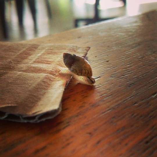 Baby Snail