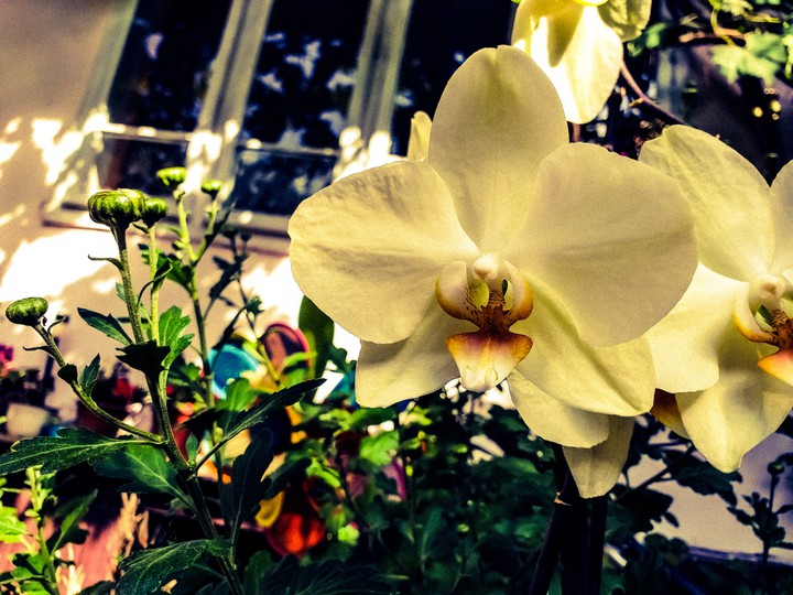 flower
