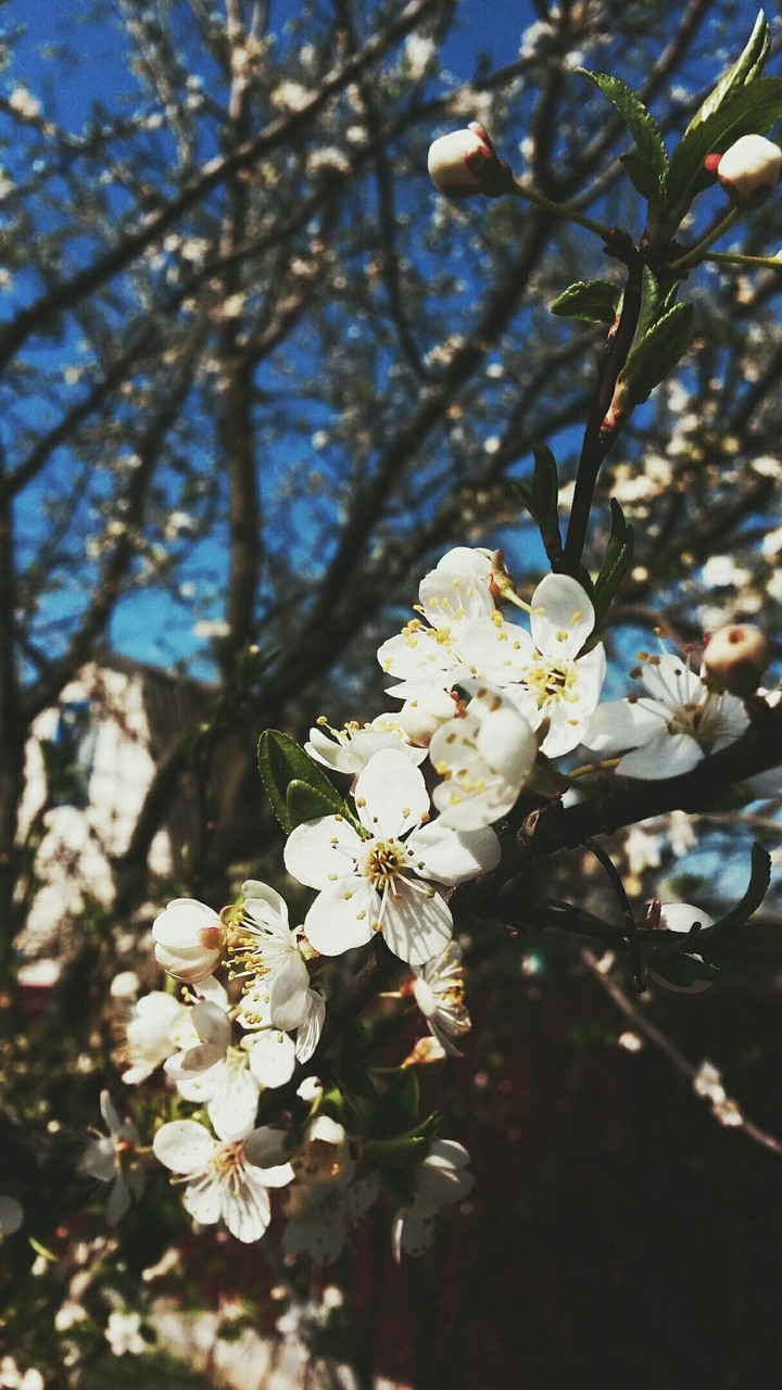 flowers