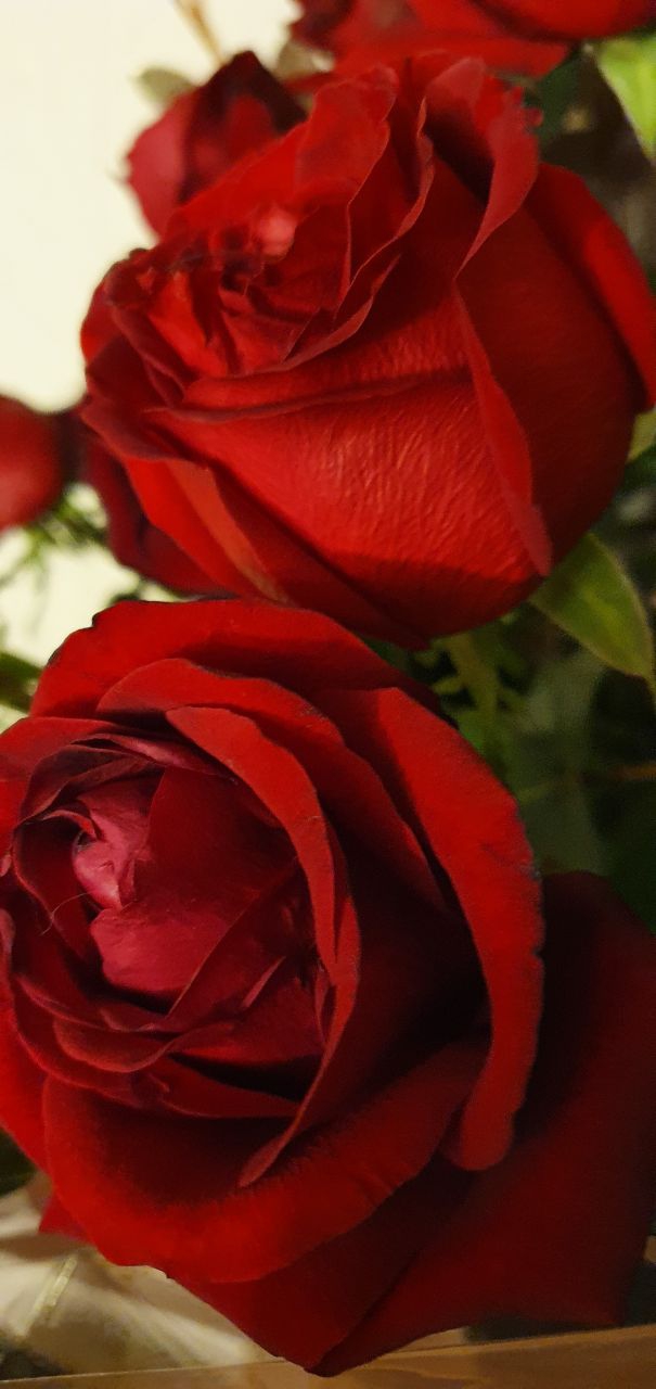 roses